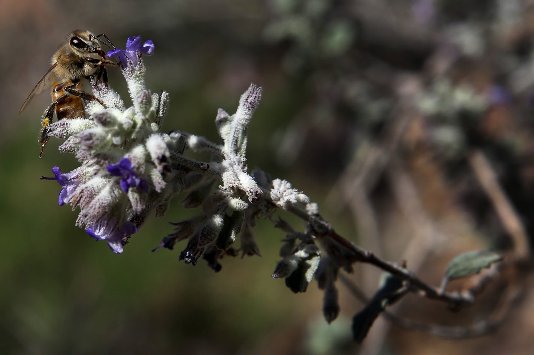 Desert Herbs